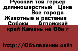 Русский той-терьер длинношерстный › Цена ­ 7 000 - Все города Животные и растения » Собаки   . Алтайский край,Камень-на-Оби г.